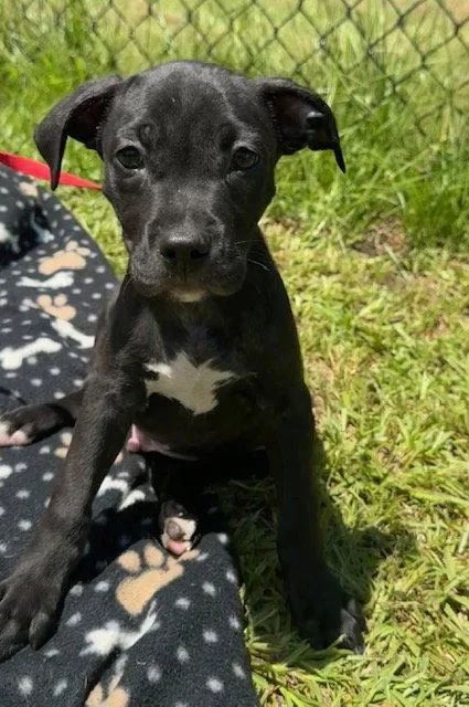 A baby large-sized male Labrador Retriever dog named Crispin for adoption in Tarrytown, GA