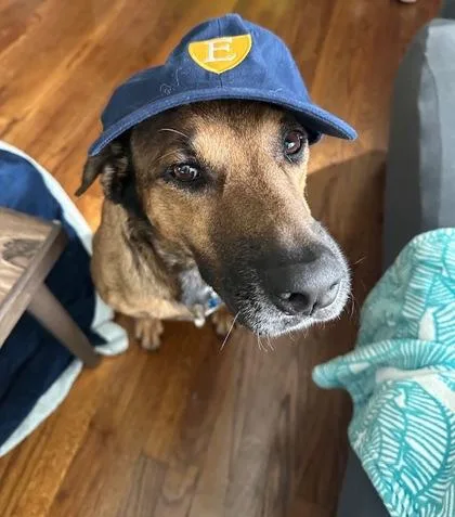 An adult large-sized female Mixed Breed dog named Erica for adoption in Chamblee, GA
