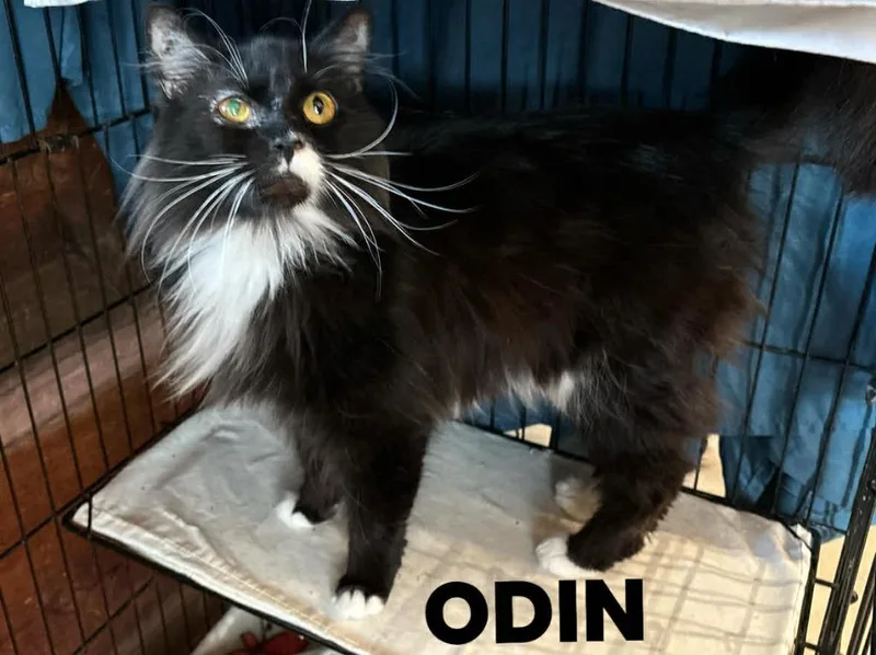 Odin