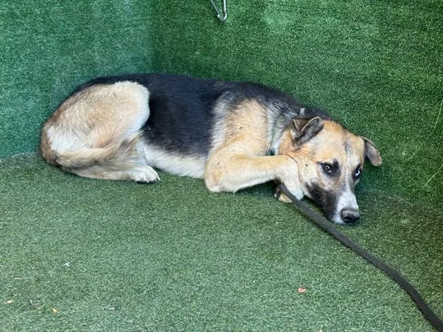 A young medium-sized male German Shepherd Dog dog named Jack for adoption in Lancaster, CA