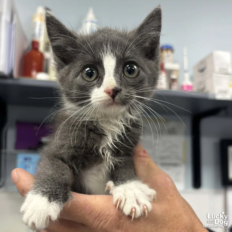 A baby medium-sized male Gray & White Domestic Short Hair cat named Bub for adoption in Washington, DC
