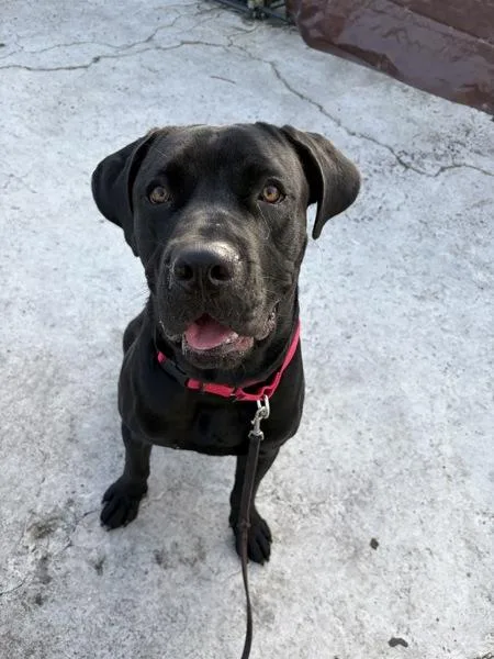A young extra large-sized male Cane Corso dog named Dallas for adoption in San Diego, CA