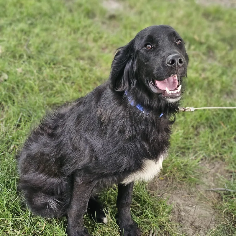 A young large-sized male Black Flat-Coated Retriever dog named Lucas Springfield for adoption in O Fallon, IL