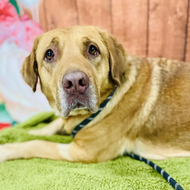 An adult large-sized female Yellow / Tan / Blond / Fawn Labrador Retriever dog named Maggie for adoption in Lebanon, MO