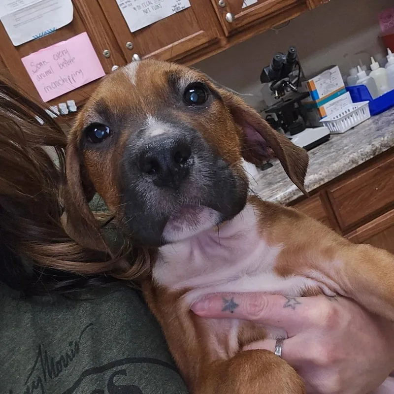 A baby small-sized male Brown / Chocolate Border Collie dog named Lemonade U for adoption in Tupelo, MS