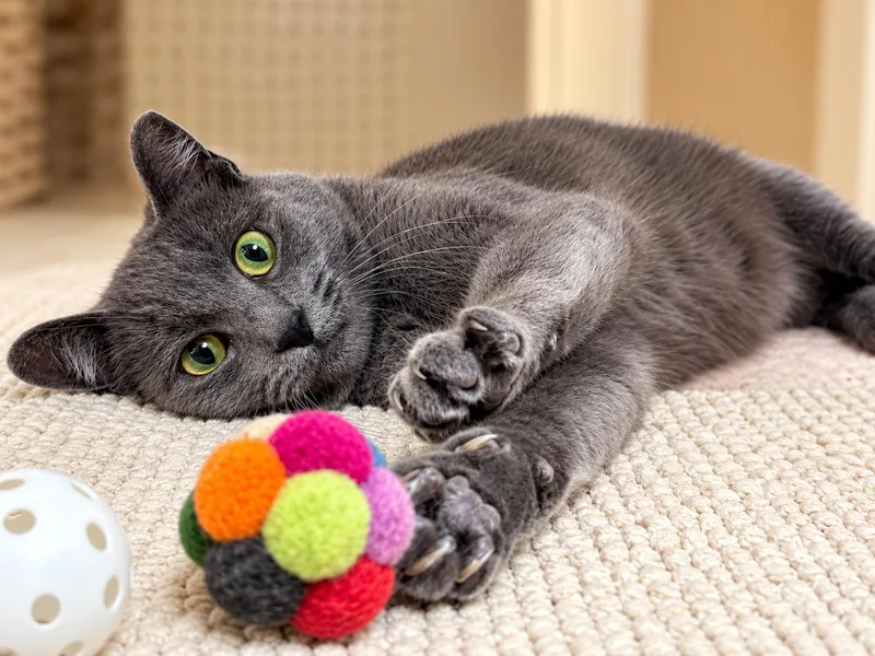 A young medium-sized female Russian Blue cat named Katie Napa Petco for adoption in Napa, CA