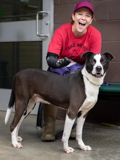 A senior large-sized male Mixed Breed dog named Gino for adoption in Chamblee, GA