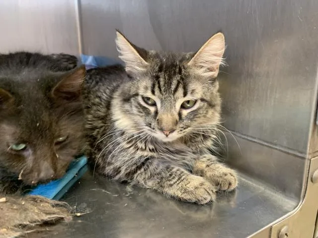 A young large-sized male Domestic Medium Hair cat named A for adoption in Thousand Palms, CA