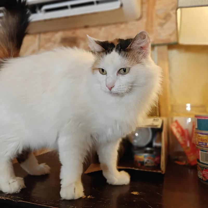 An adult medium-sized female Domestic Long Hair cat named Lucy for adoption in Cleveland, TX