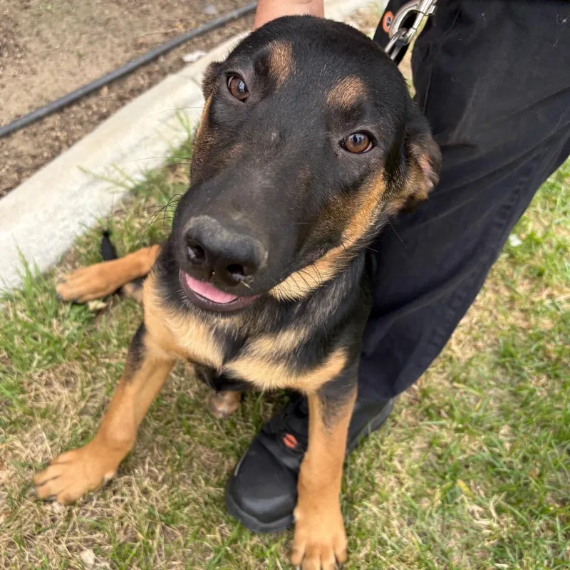 A young large-sized male Black Shepherd dog named Rocco for adoption in Riverside, CA