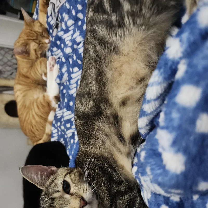 A baby medium-sized male Domestic Short Hair cat named Hood Julian for adoption in Stowe, PA