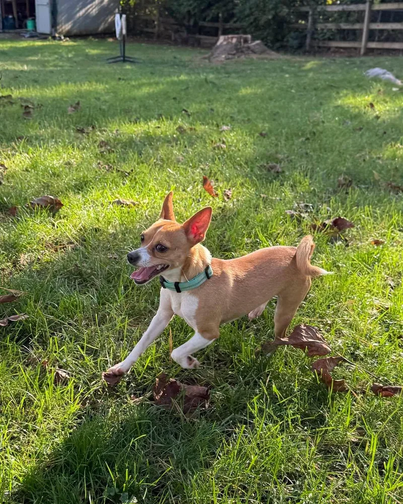An adult small-sized male Chihuahua dog named Ichabod for adoption in Salisbury, MD