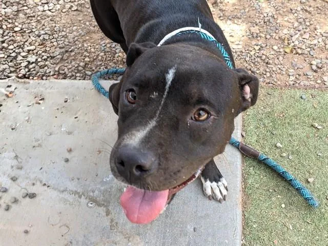 A young large-sized female Pit Bull Terrier dog named Sofie for adoption in Phoenix, AZ
