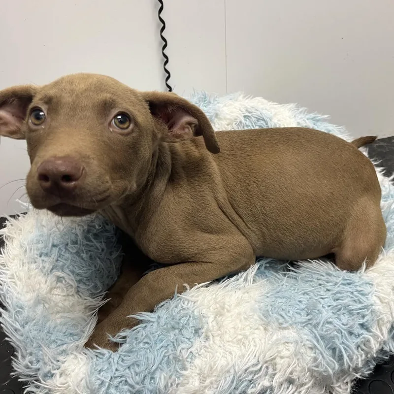 A baby medium-sized female Mixed Breed dog named Candy for adoption in Mount Gilead, NC