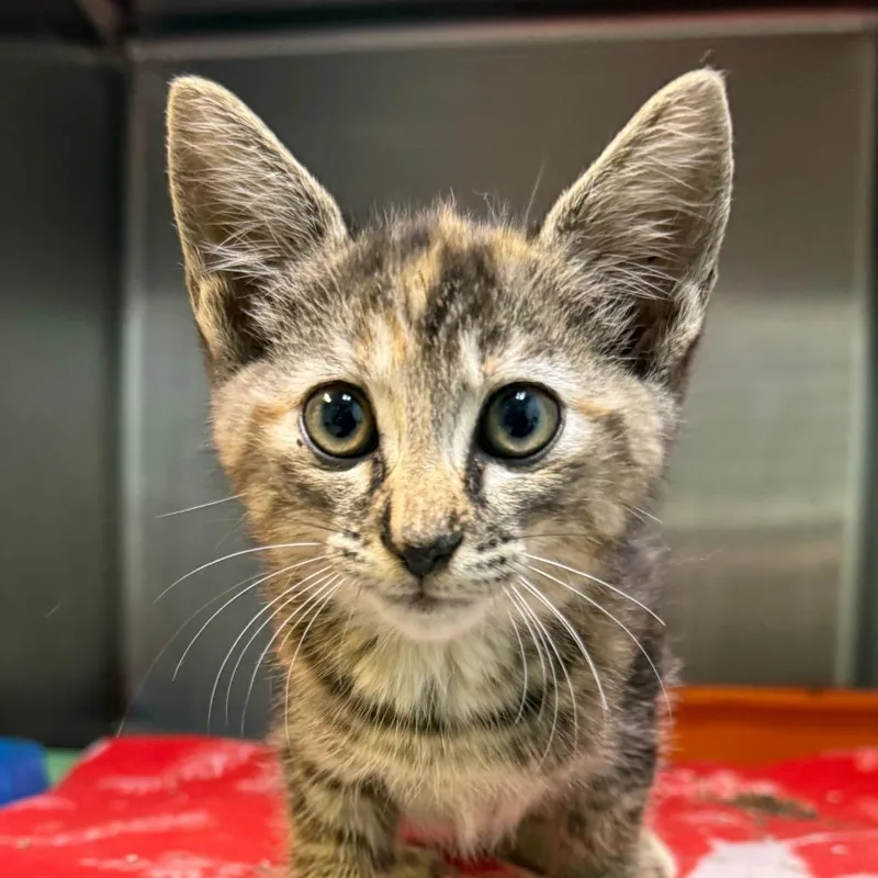A baby small-sized female Calico Domestic Short Hair cat named Alice for adoption in Jacksonville, AR