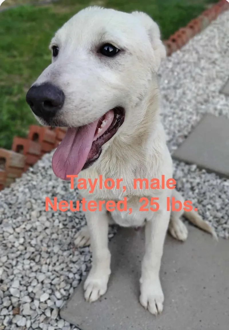 A baby medium-sized male German Shepherd Dog dog named Taylor for adoption in Barkhamsted, CT