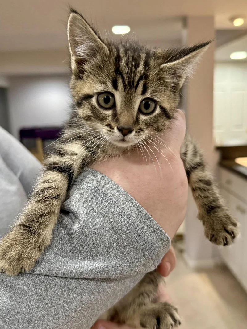 Cat  Iver thumbnail 2