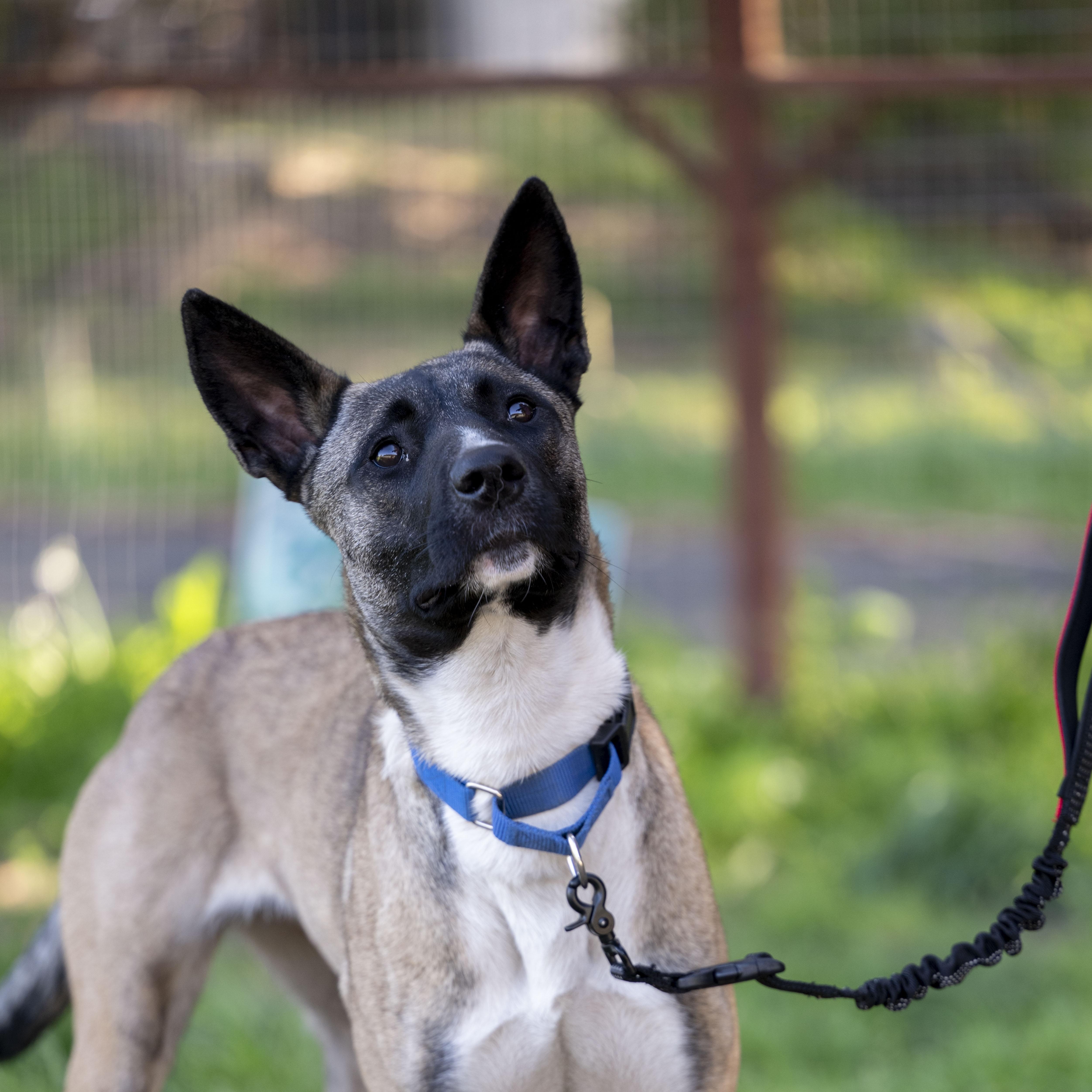 A young medium-sized female Belgian Shepherd / Malinois dog named Nyx for adoption in Petaluma, CA