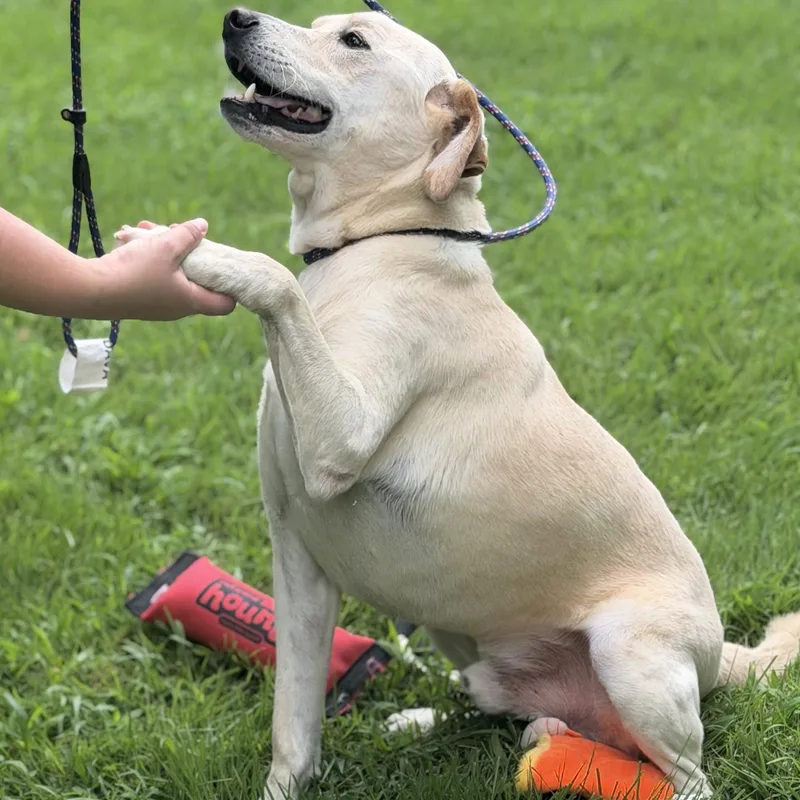 An adult medium-sized male Labrador Retriever dog named Charlie for adoption in Locust Fork, AL