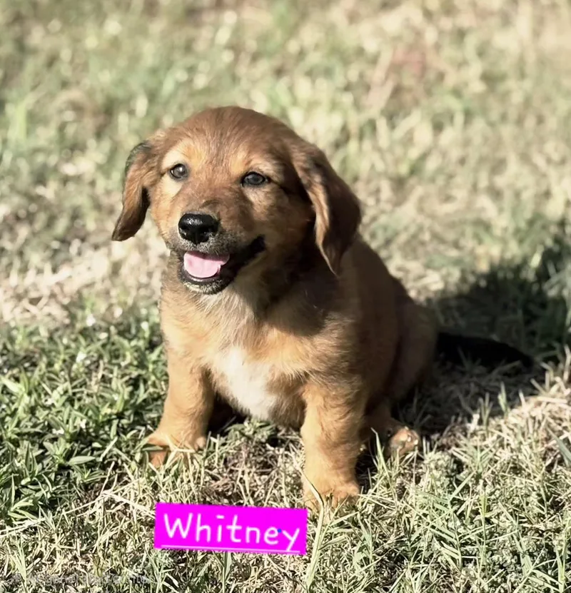 A baby small-sized female White / Cream Australian Cattle Dog / Blue Heeler dog named Whitney for adoption in Norfolk, MA