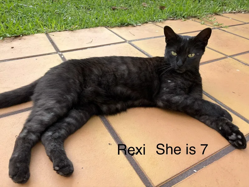 An adult medium-sized female Smoke Domestic Short Hair cat named Rexi for adoption in Boca Raton, FL