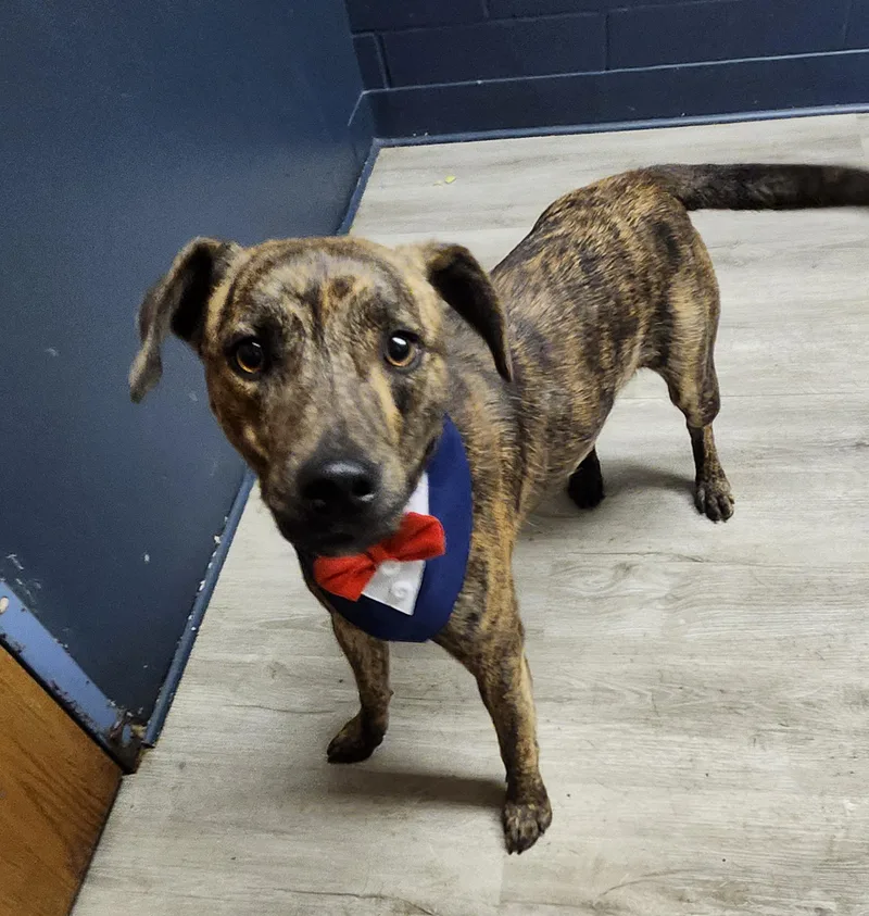 A young medium-sized male Mountain Cur dog named Attila for adoption in Mansfield, OH