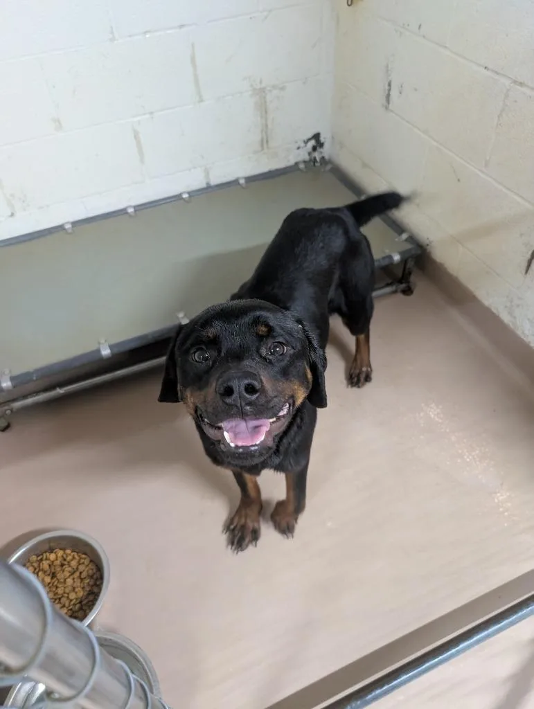 A young medium-sized male Rottweiler dog named Tyrone for adoption in Nacogdoches, TX