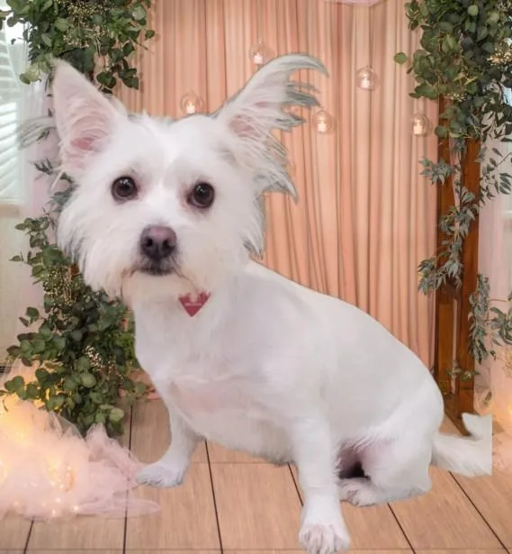 A young medium-sized female Mixed Breed dog named Barbie for adoption in Los Angeles, CA