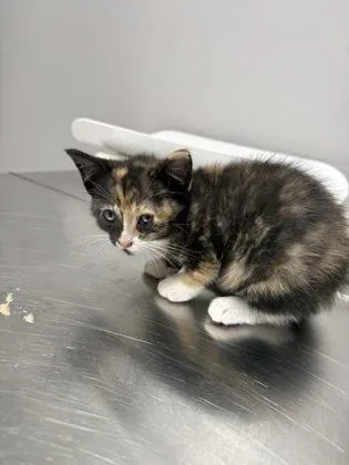 A baby small-sized female Domestic Short Hair cat named Milkyway for adoption in Pequot Lakes, MN