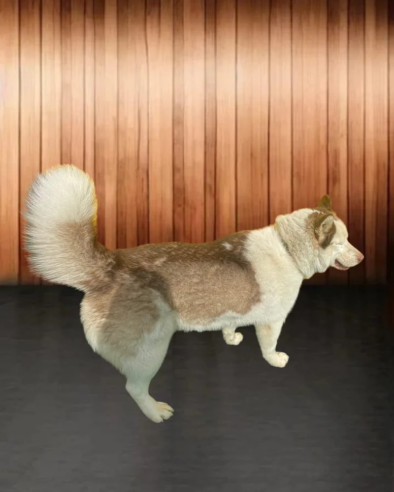 An adult medium-sized male Siberian Husky dog named Leo for adoption in Annapolis, MD