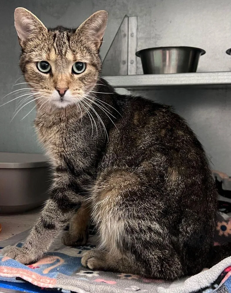 An adult large-sized male Domestic Short Hair cat named Bernard for adoption in McPherson, KS