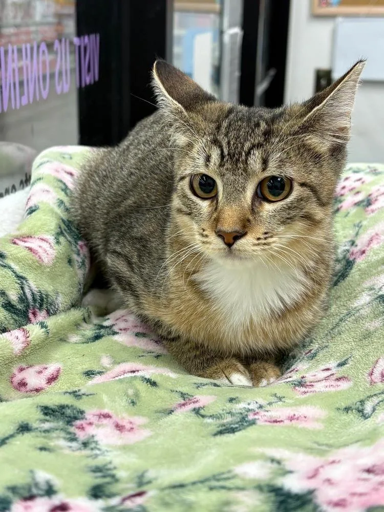 A baby small-sized female Domestic Short Hair cat named Bailey for adoption in Orlando, FL