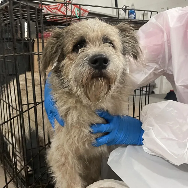 An adult medium-sized male Yellow / Tan / Blond / Fawn Terrier dog named Benny for adoption in Edinburg, TX