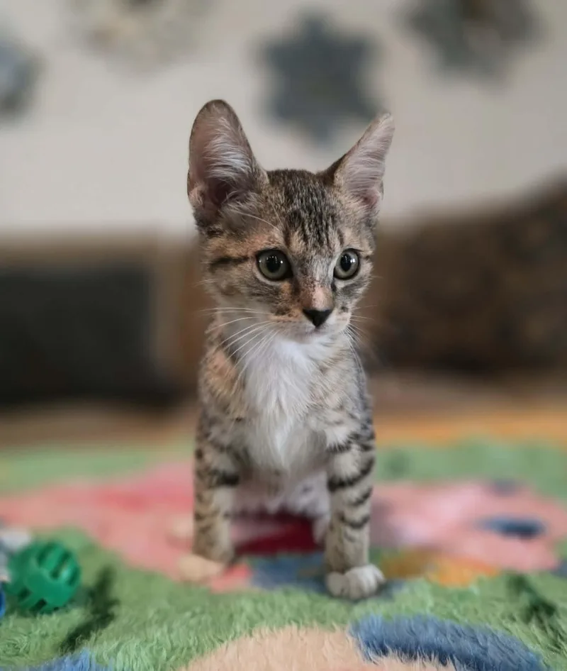 A baby medium-sized female Domestic Short Hair cat named Gucci for adoption in Gregory, TX