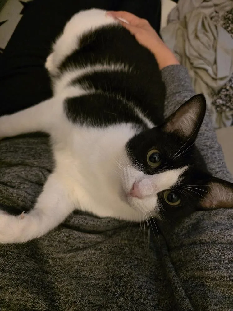 A young small-sized female Black & White / Tuxedo Domestic Short Hair cat named Apple Pie for adoption in Dallas, TX