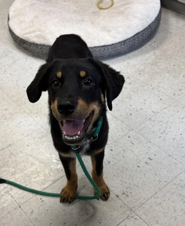 A baby small-sized female Rottweiler dog named Briar for adoption in Salt Lake City, UT
