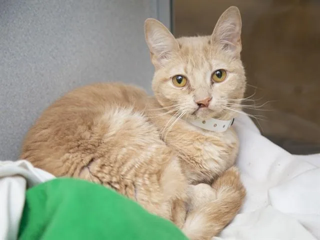A young small-sized female Domestic Short Hair cat named Pumpkin for adoption in Phoenix, AZ