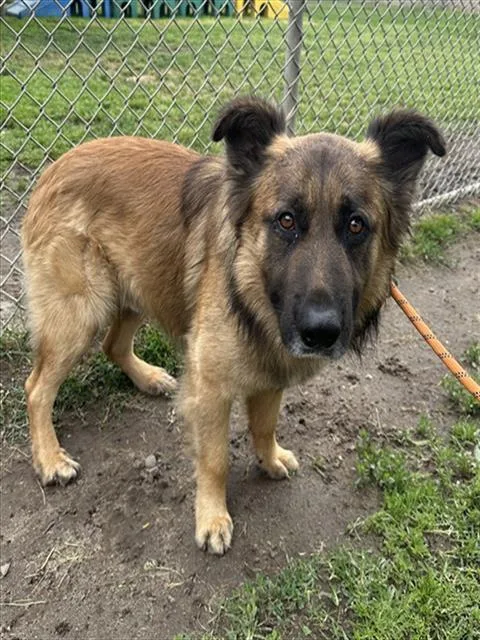 An adult large-sized male German Shepherd Dog dog named Fuzzy for adoption in Modesto, CA