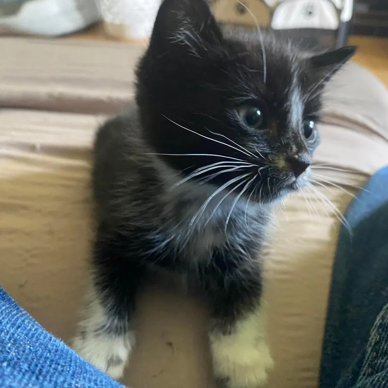 A baby small-sized male Black Domestic Short Hair cat named Snoop Cat for adoption in Chattanooga, TN
