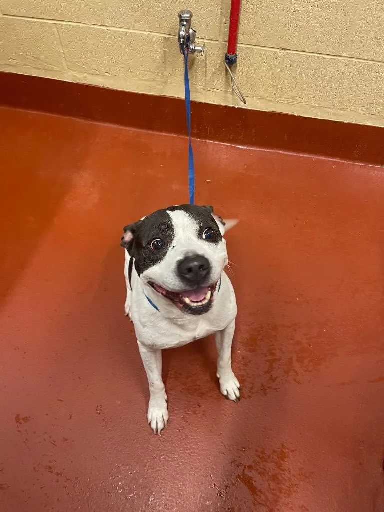 An adult medium-sized male Mixed Breed dog named Spot for adoption in Douglasville, GA