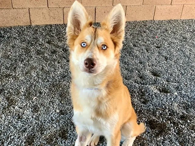 A baby medium-sized male Red / Chestnut / Orange Siberian Husky dog named Save Me Please! Flame for adoption in San Marcos, CA