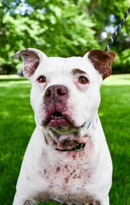 A senior large-sized male Pit Bull Terrier dog named Mac for adoption in Yakima, WA