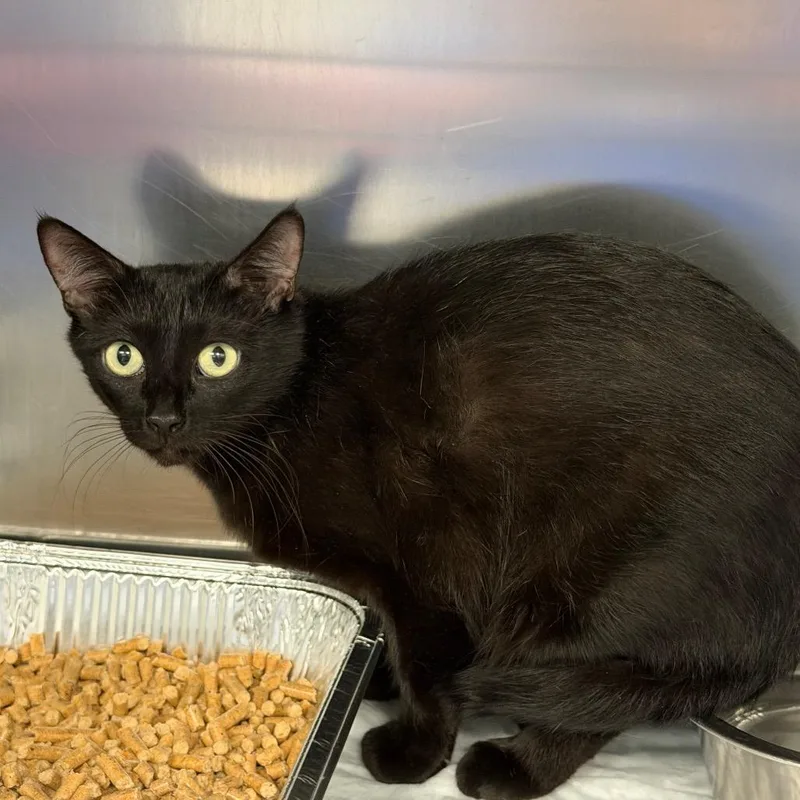 An adult medium-sized female Black Domestic Short Hair cat named Artie for adoption in Greensboro, NC