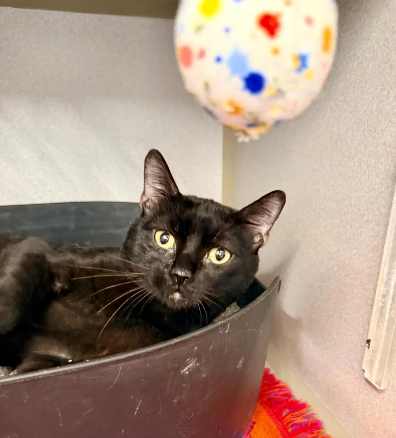 An adult medium-sized male Black Domestic Short Hair cat named Yui for adoption in Winter Haven, FL