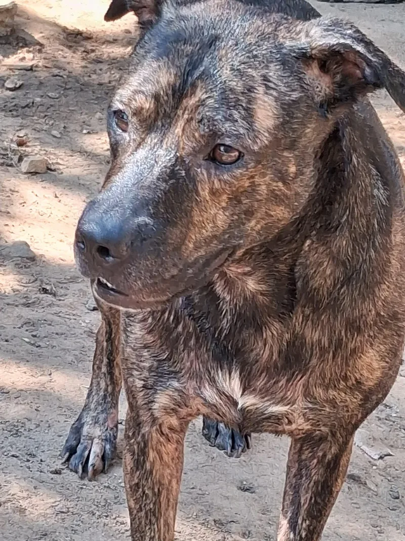 An adult large-sized female Dutch Shepherd dog named Bree for adoption in Joshua, TX