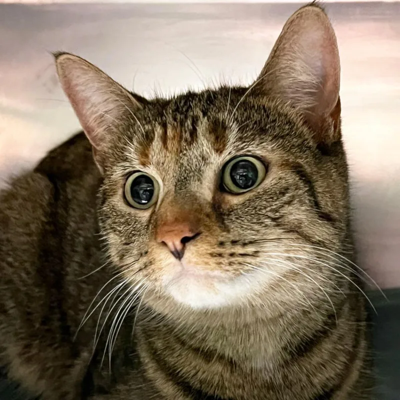A young medium-sized female Domestic Short Hair cat named Gypsy for adoption in Olean, NY