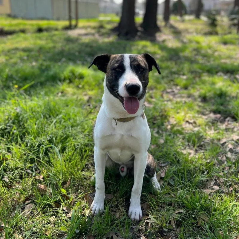 Emilio Aka Miles thumbnail 2