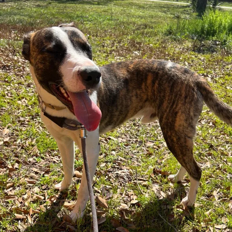 Emilio Aka Miles thumbnail 3