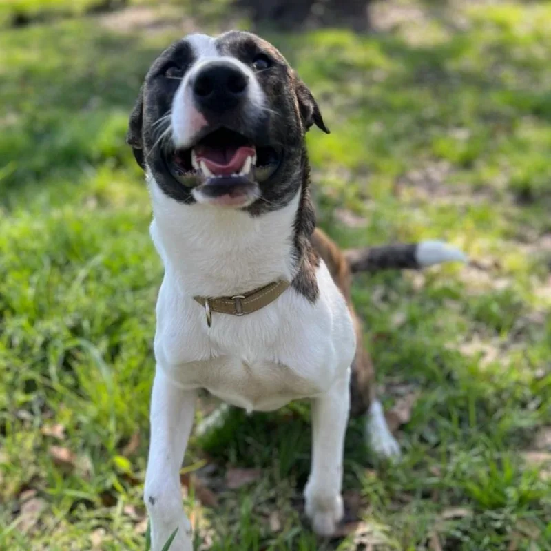 Emilio Aka Miles thumbnail 4