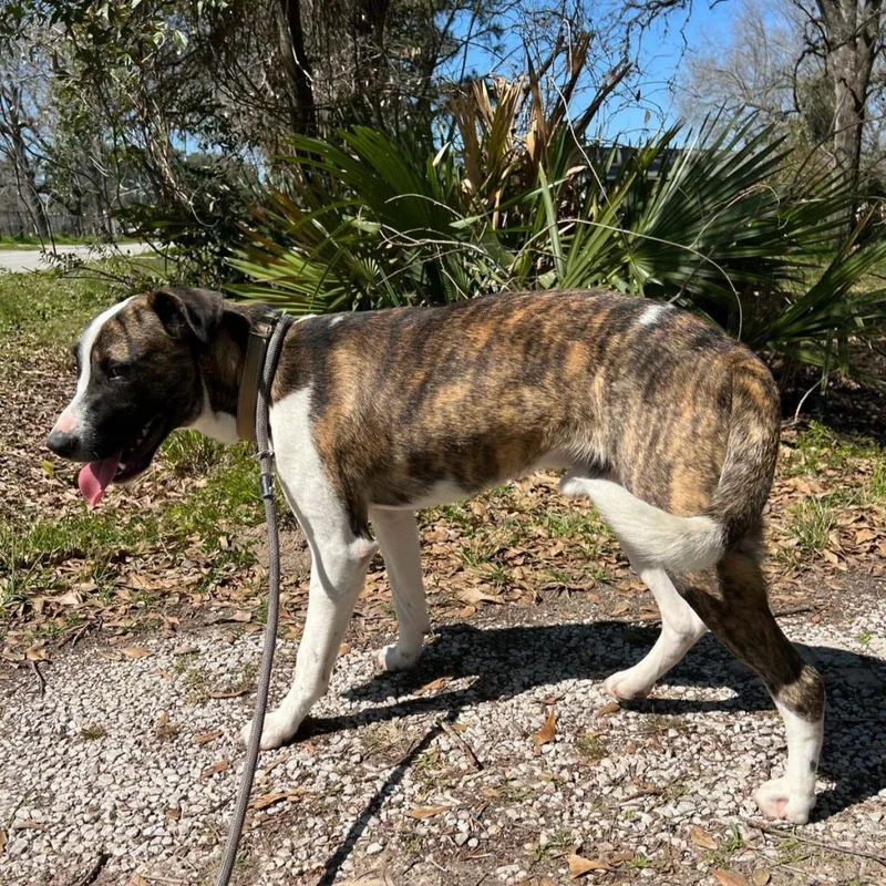 Emilio Aka Miles thumbnail 5